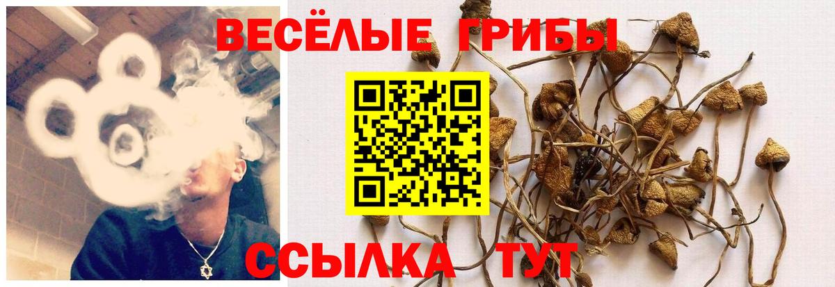Выборг  Галлюциногенные грибы Psilocybe  Вход с VPN 